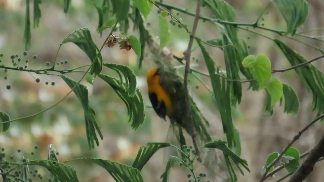 Streak-backed Oriole - ML633260084