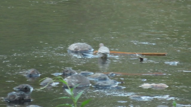 Spotted Sandpiper - ML633260110