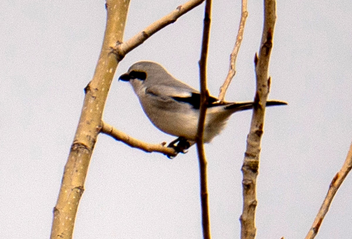 Northern Shrike - ML633260364