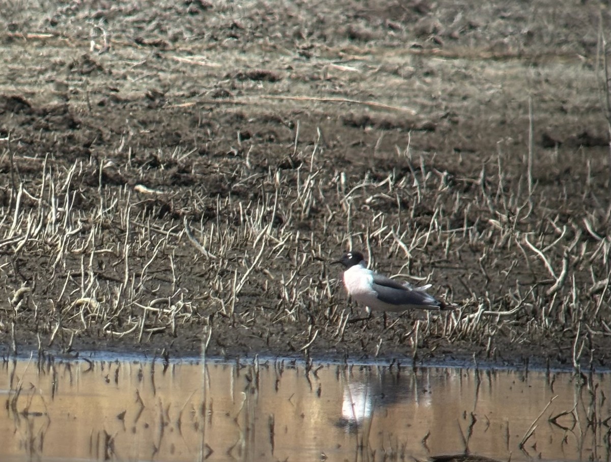 Franklin's Gull - ML633260398