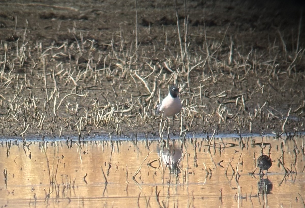 Franklin's Gull - ML633260399