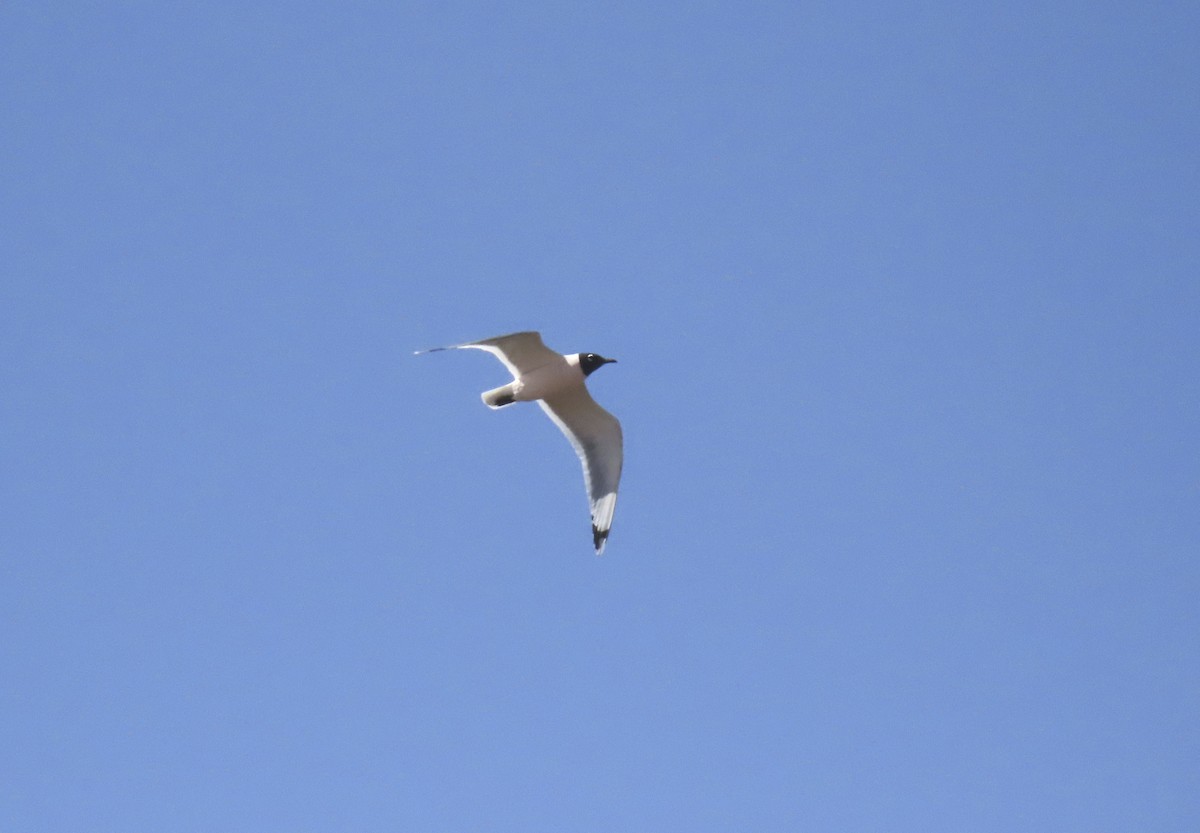 Franklin's Gull - ML633260476