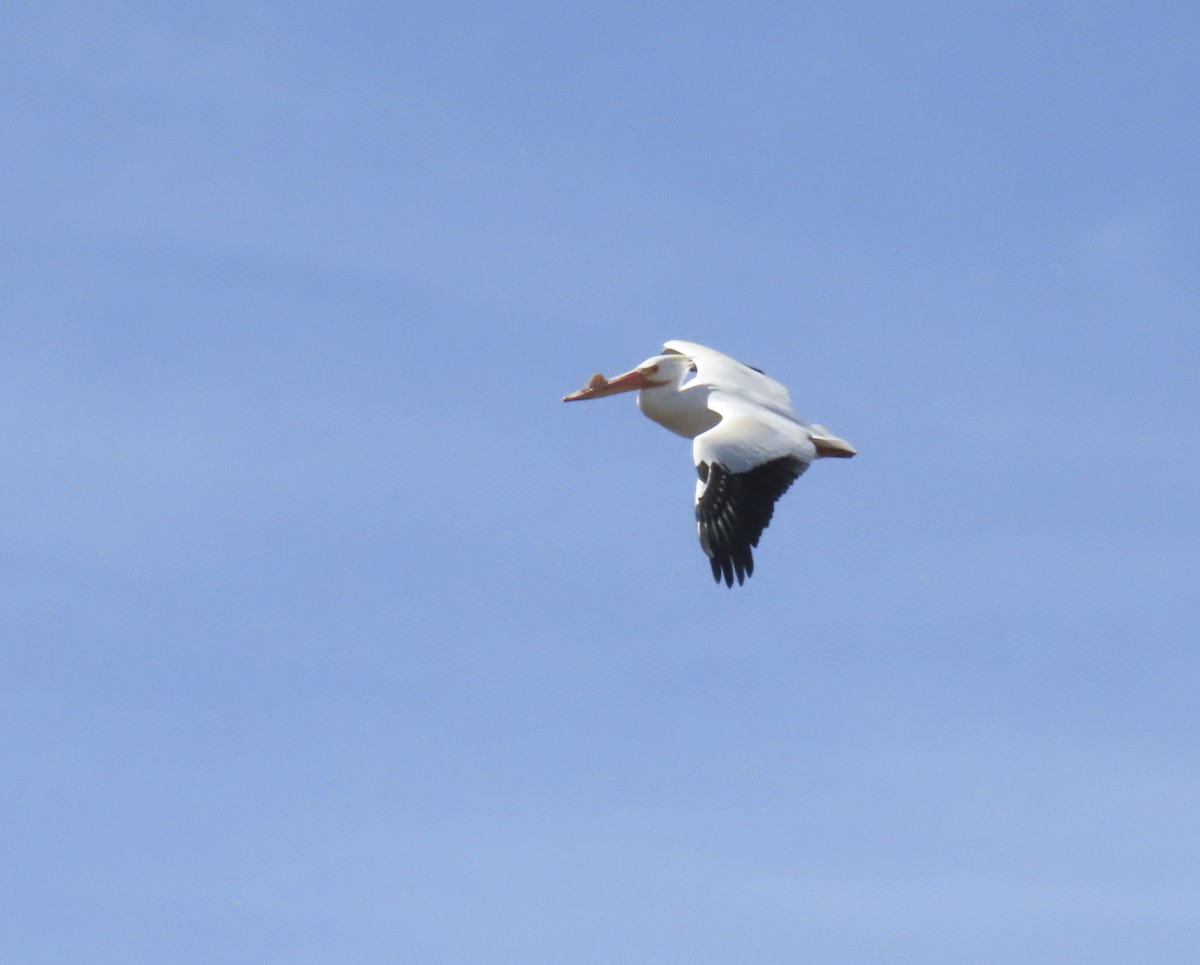 American White Pelican - ML633260487