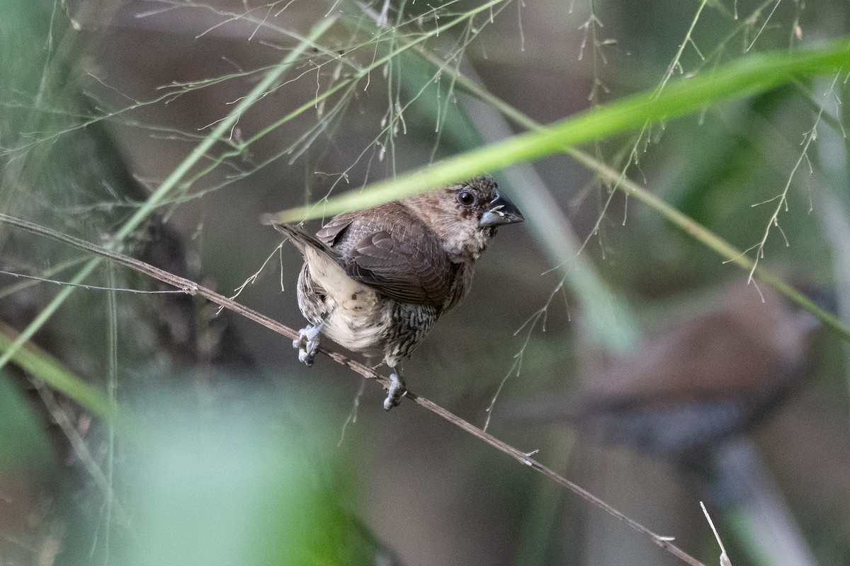 Scaly-breasted Munia - ML633260714