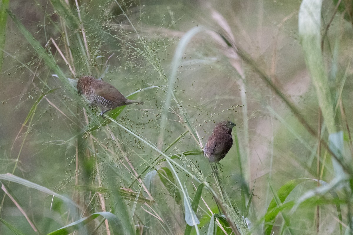 Scaly-breasted Munia - ML633260715