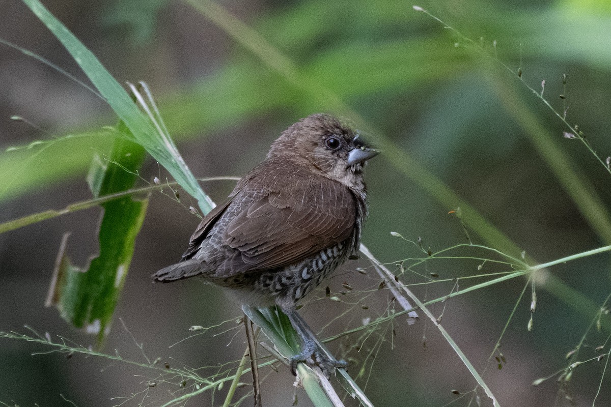 Scaly-breasted Munia - ML633260716