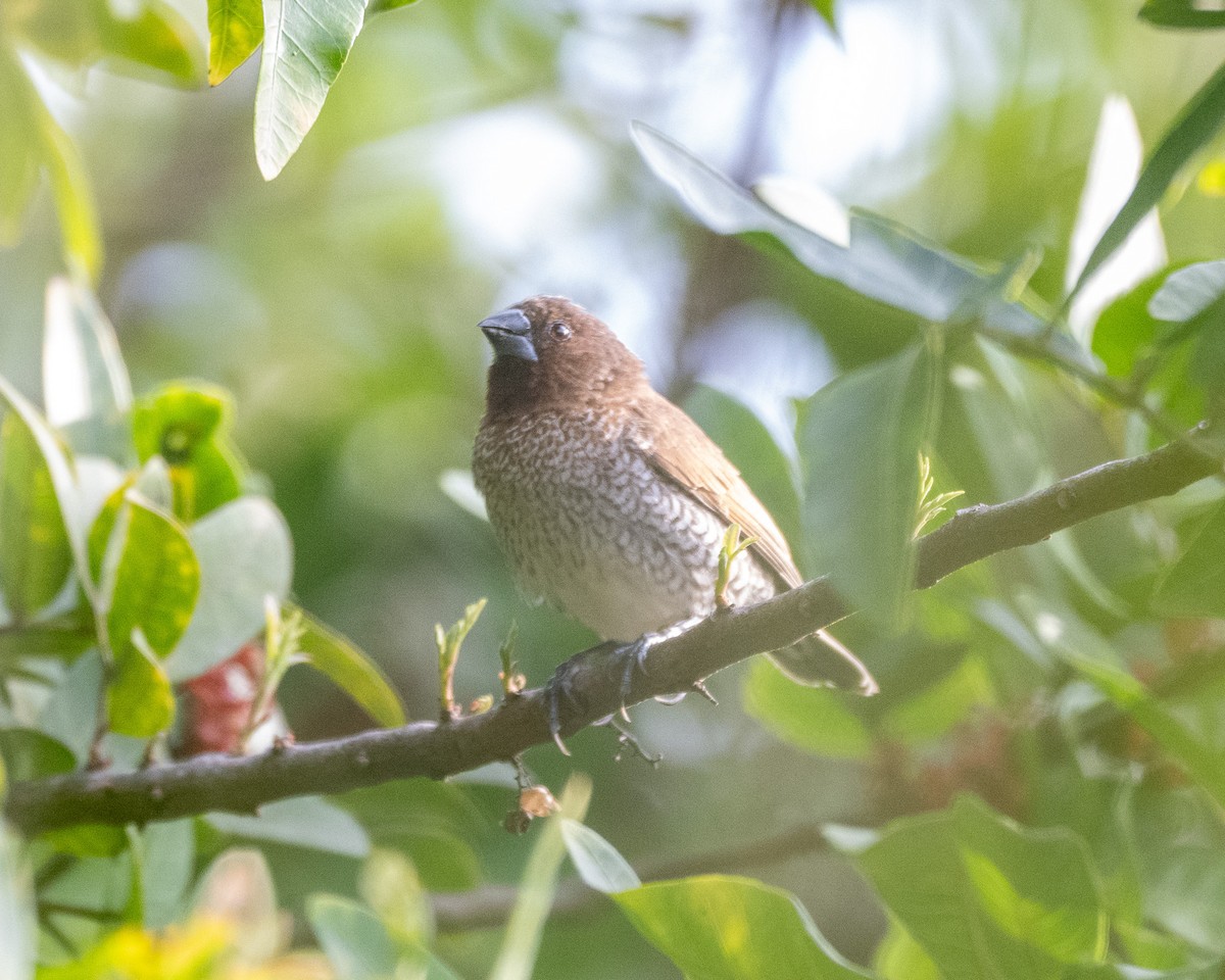 Scaly-breasted Munia - ML633260717