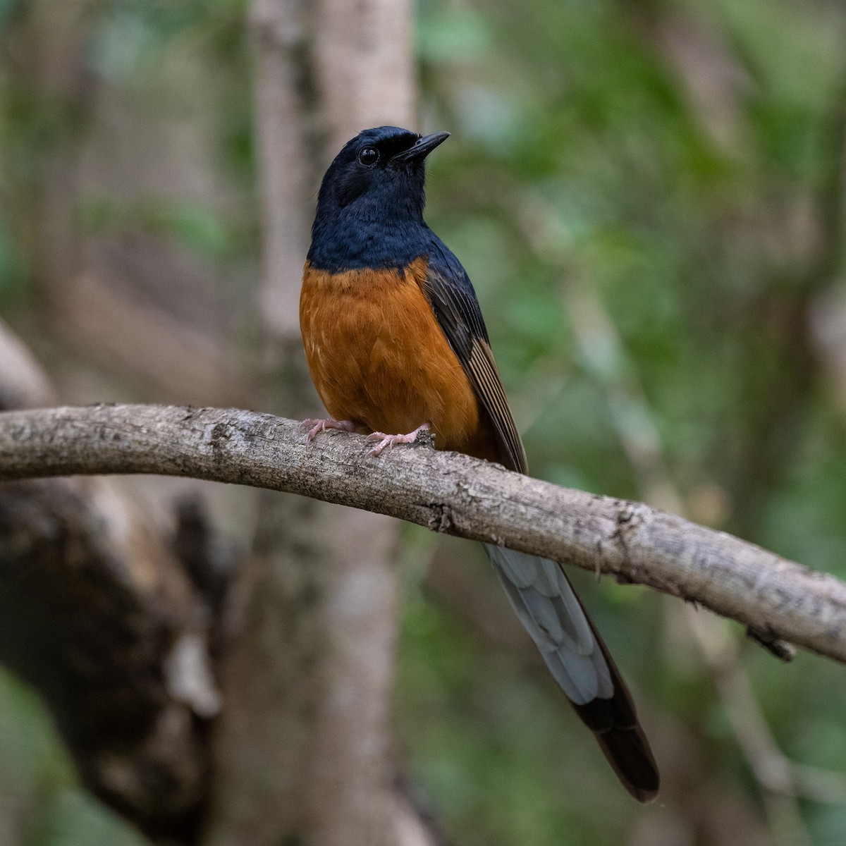 White-rumped Shama - ML633260728