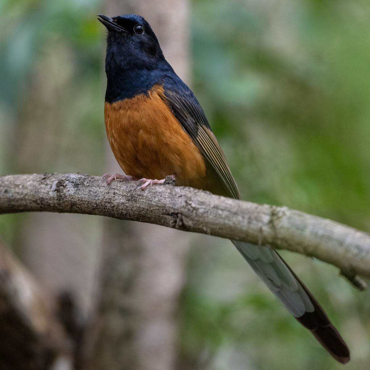 White-rumped Shama - ML633260729