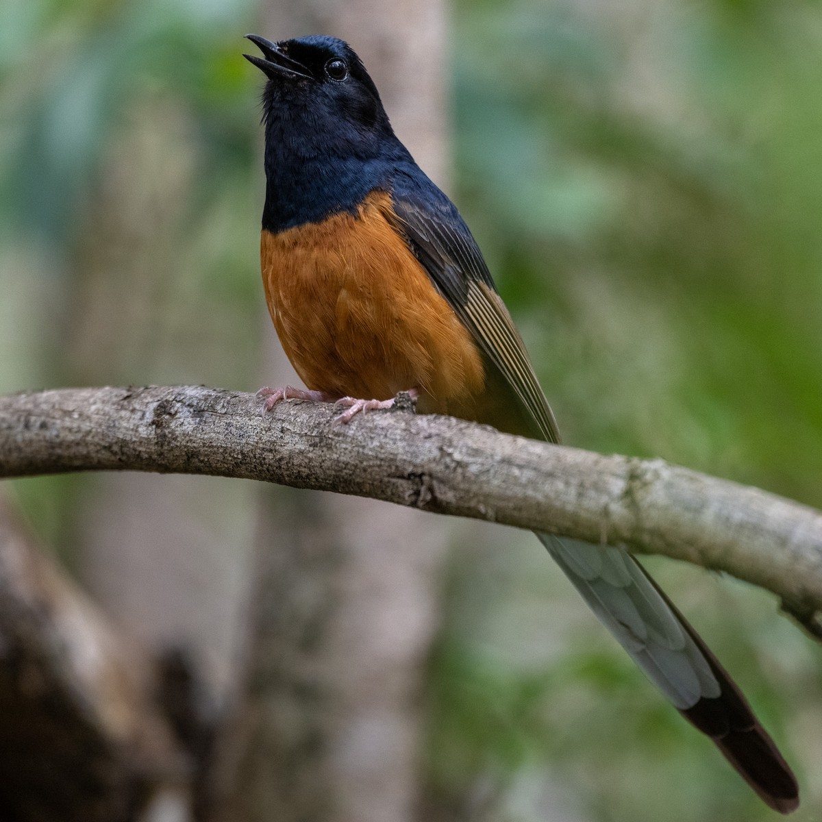 White-rumped Shama - ML633260730