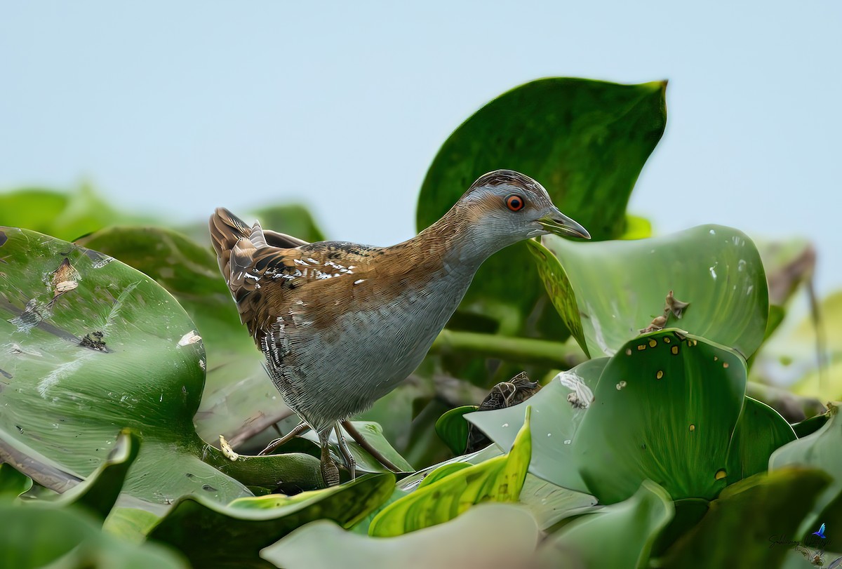 Baillon's Crake - ML633260738