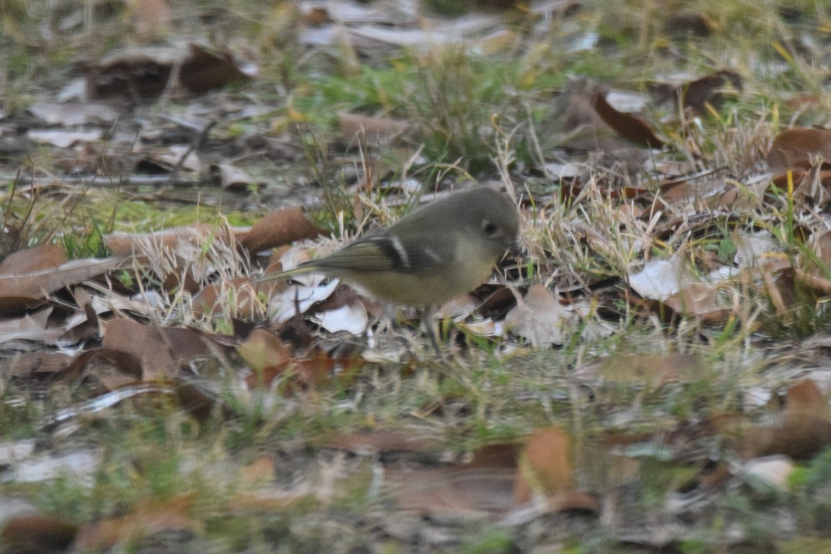 Ruby-crowned Kinglet - Andy Hudson