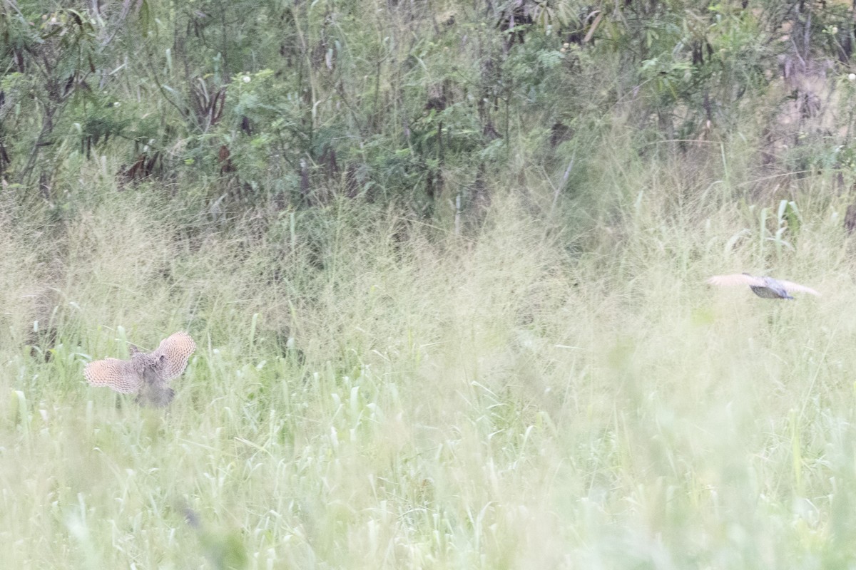 Black Francolin (Eastern) - ML633261058