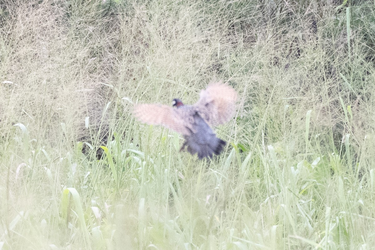Black Francolin (Eastern) - ML633261060