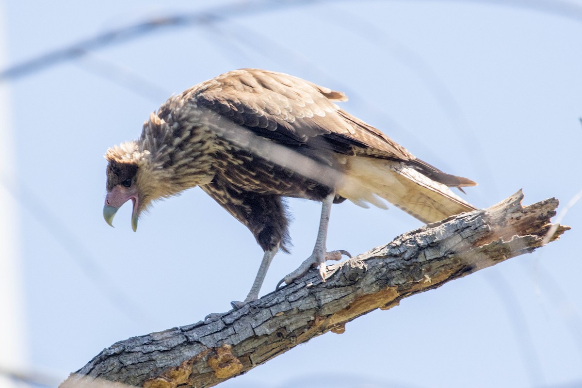 Crested Caracara (Southern) - ML633261124