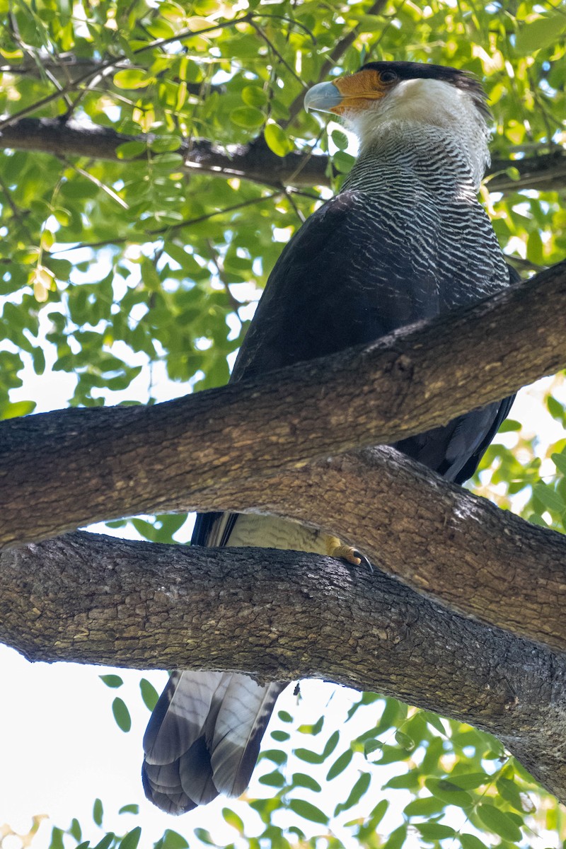 Crested Caracara (Southern) - ML633261126