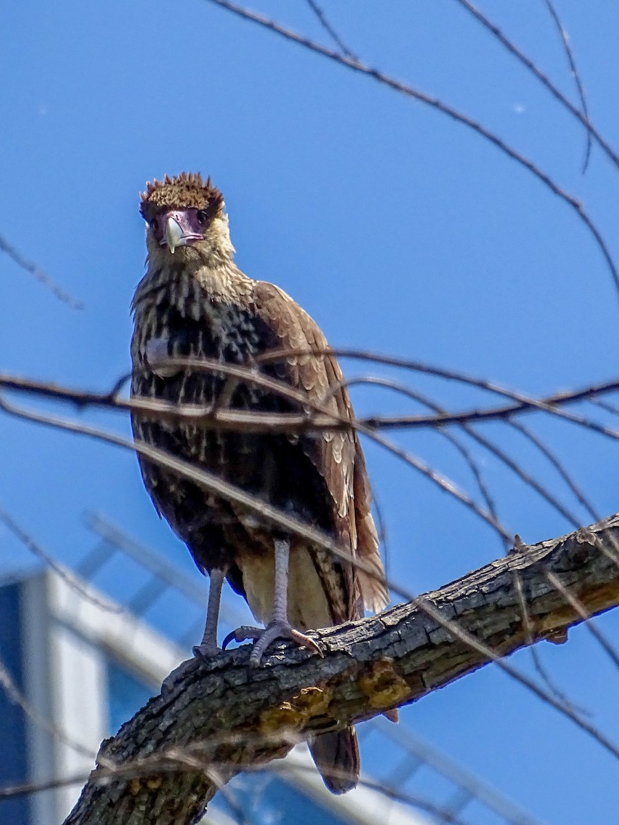 Crested Caracara (Southern) - ML633261146