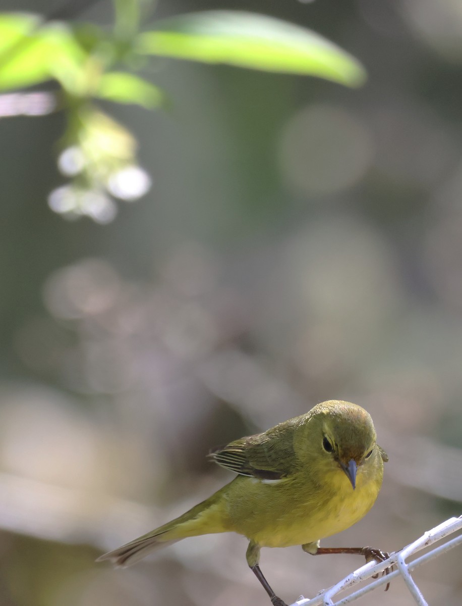 Orange-crowned Warbler - ML633261229