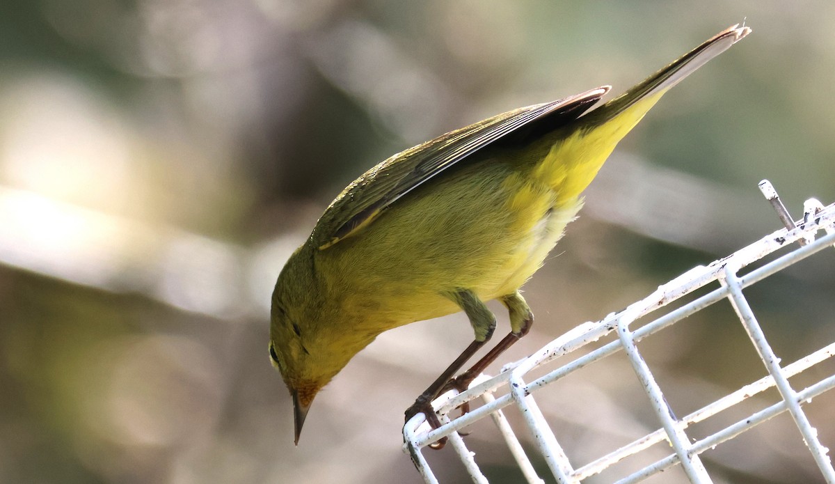 Orange-crowned Warbler - ML633261246
