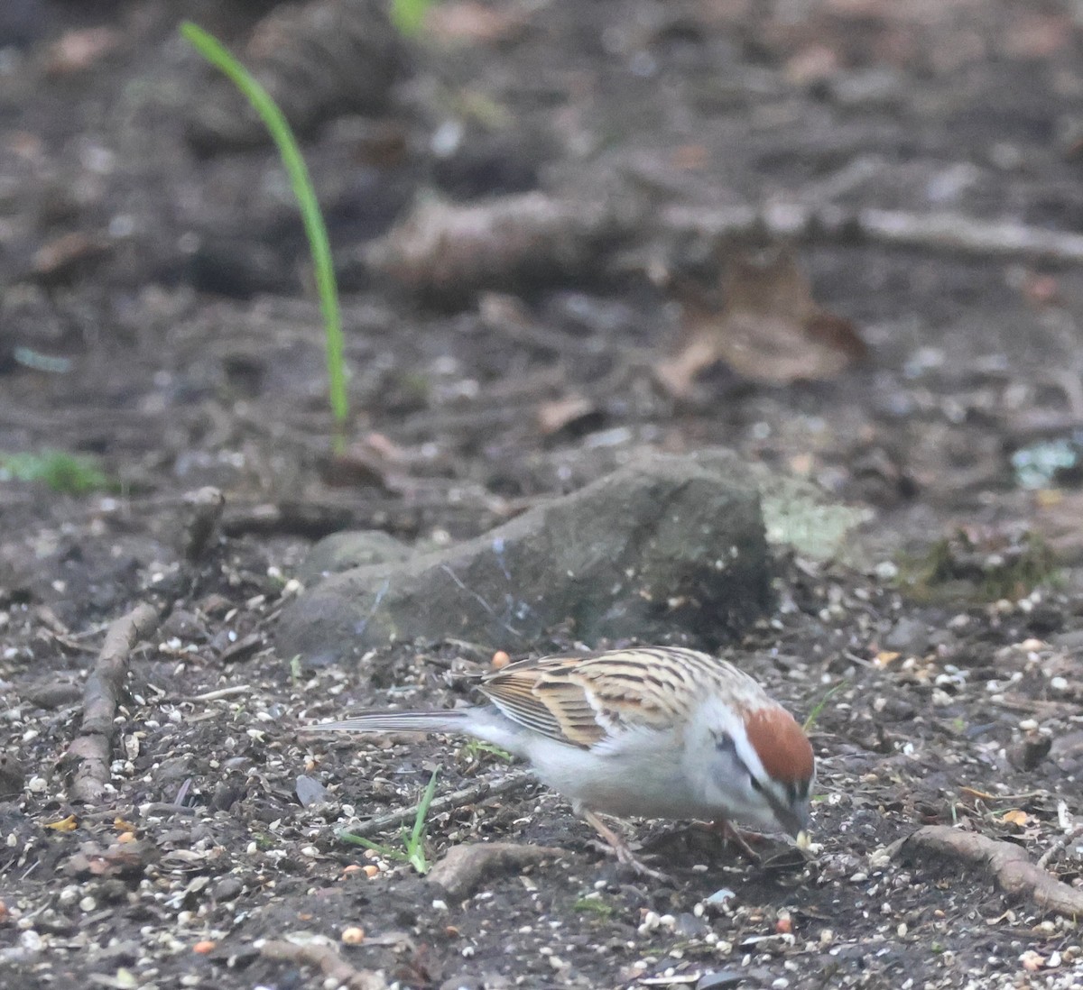Chipping Sparrow - ML633261269