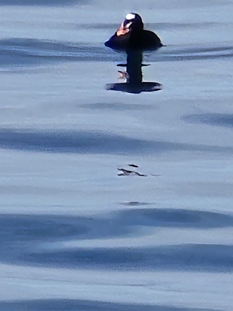 Surf Scoter - ML633261384