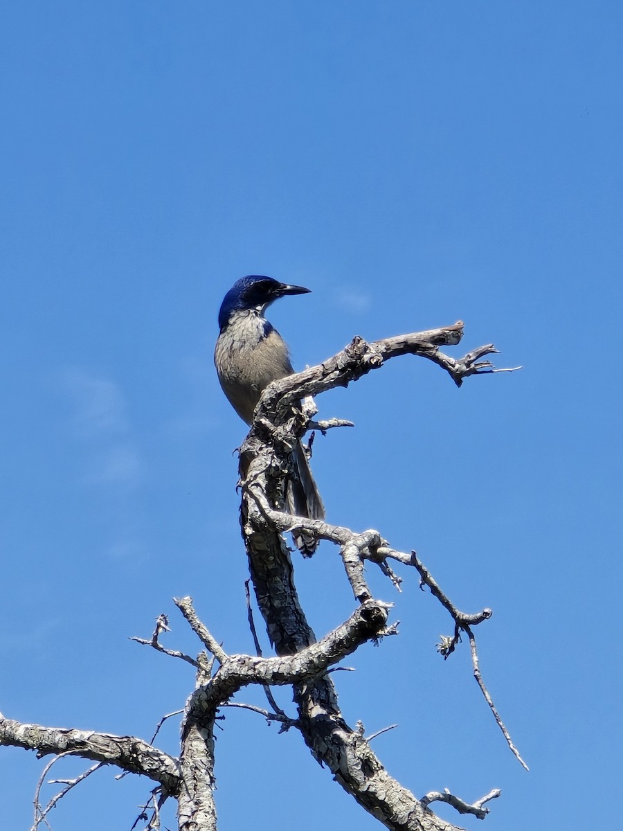 Island Scrub-Jay - ML633261395