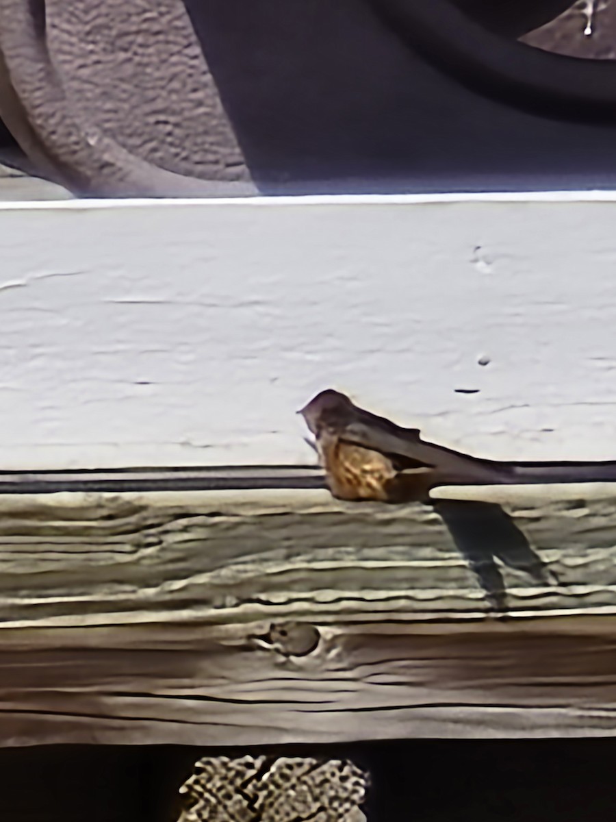 Barn Swallow - ML633261411