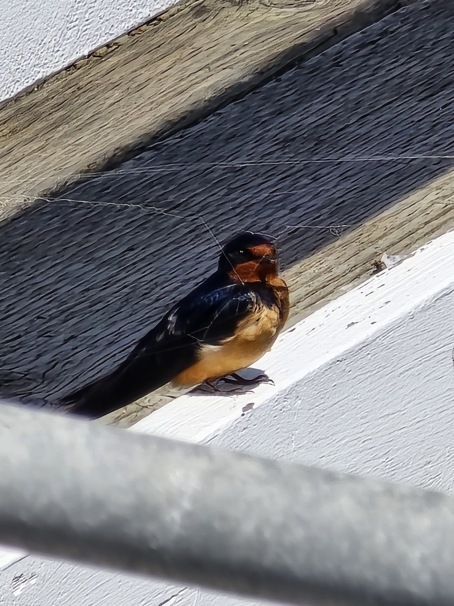 Barn Swallow - ML633261412