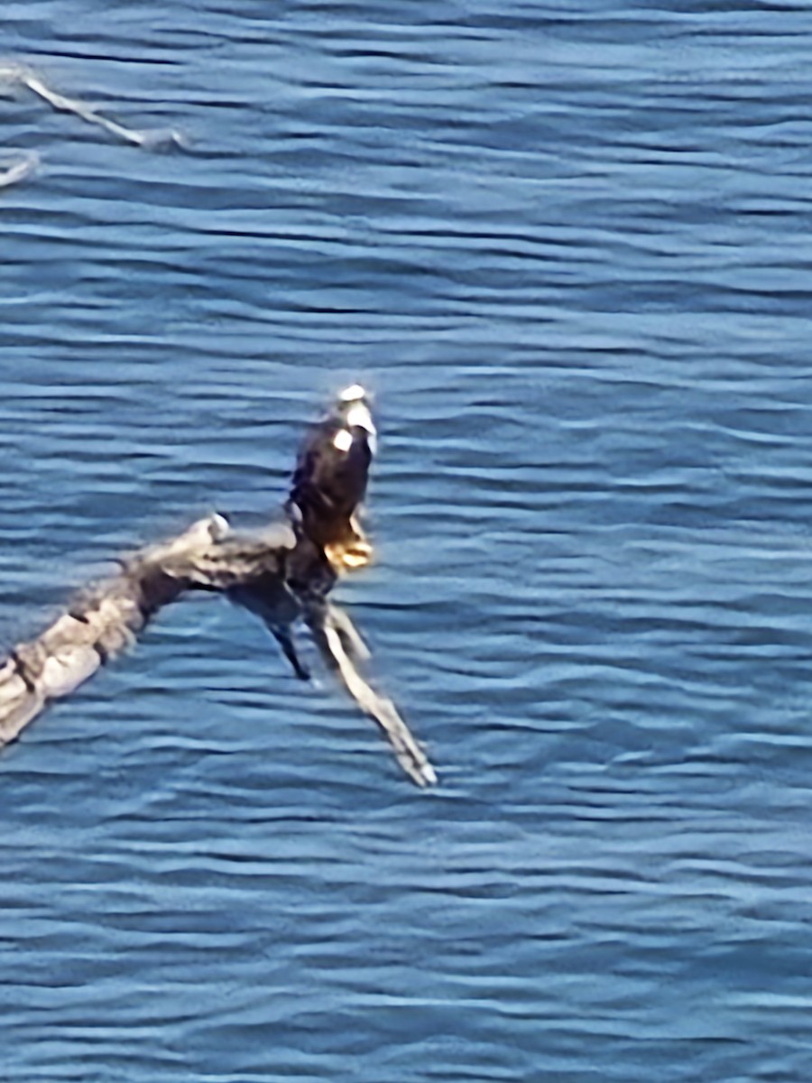 Osprey - ML633261424