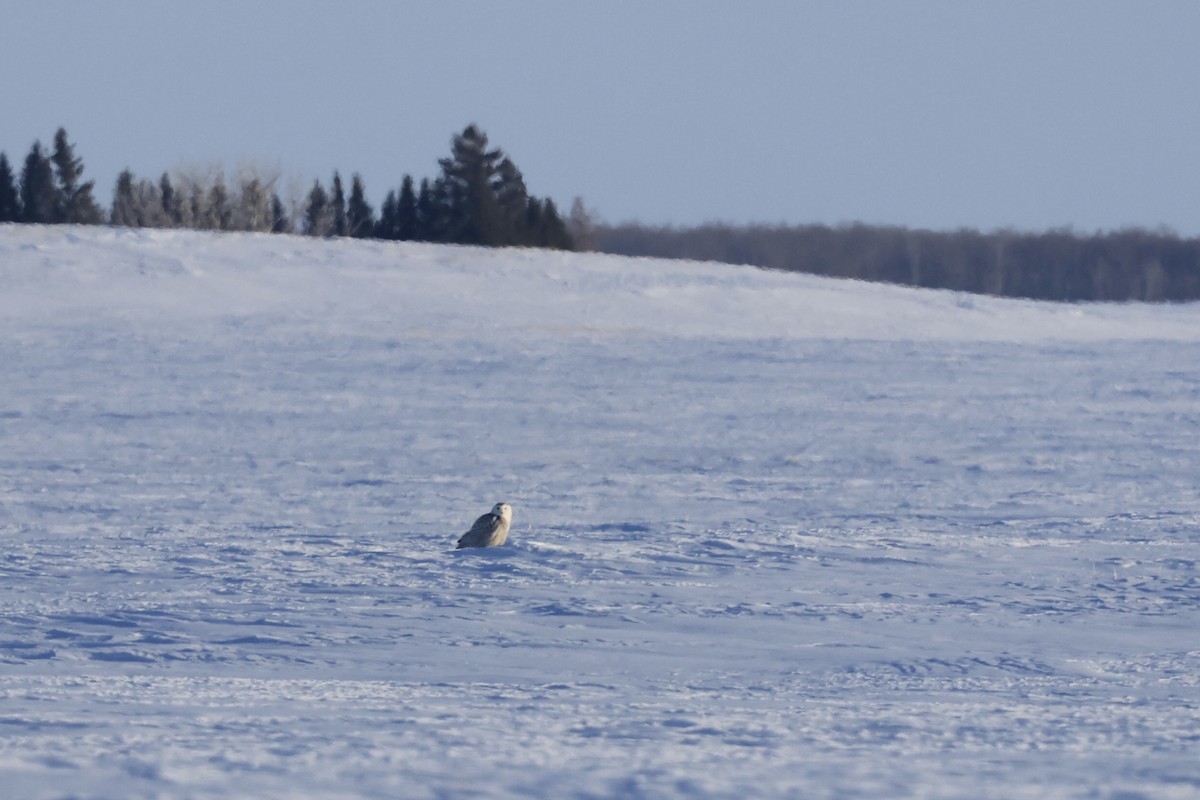 Snowy Owl - Camron Murphy
