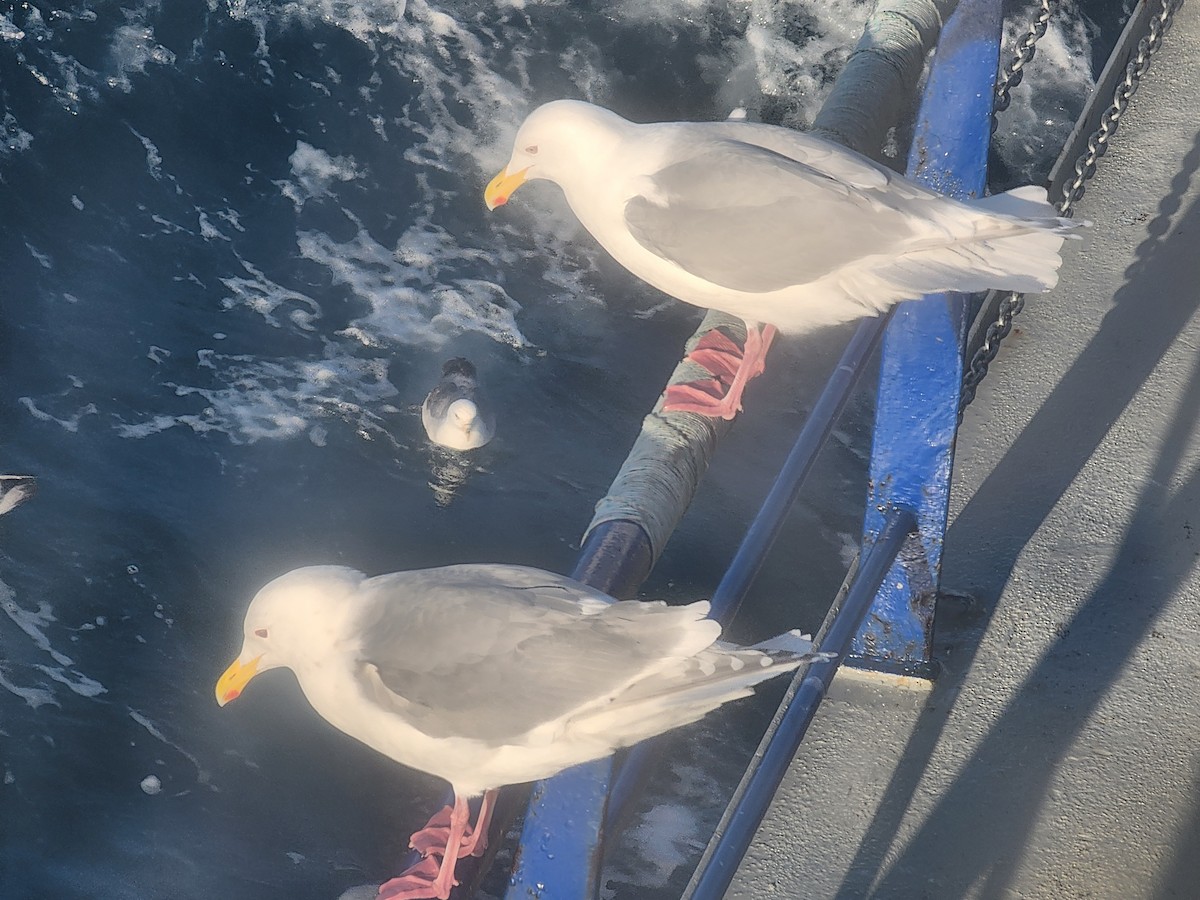 Glaucous x Glaucous-winged Gull (hybrid) - ML633261511