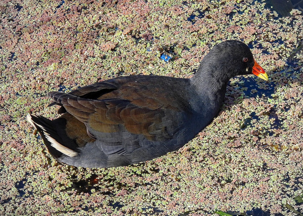 Dusky Moorhen - ML633261611