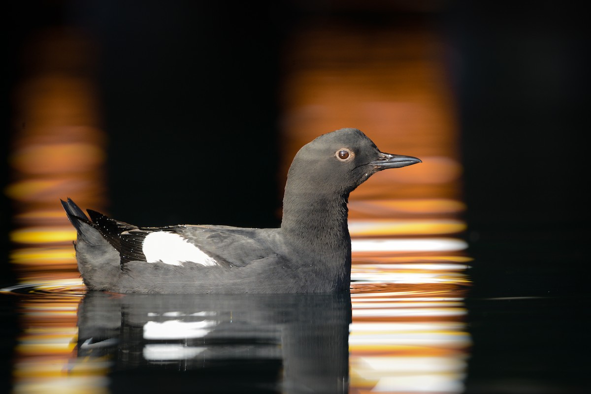 Pigeon Guillemot (columba Group) - Xin Cen