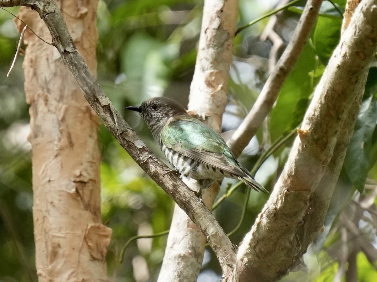Shining Bronze-Cuckoo - ML633262003