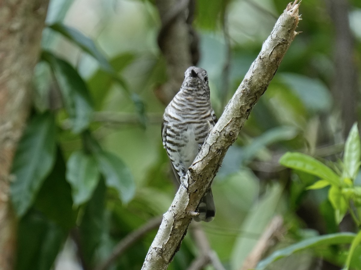 Shining Bronze-Cuckoo - ML633262004