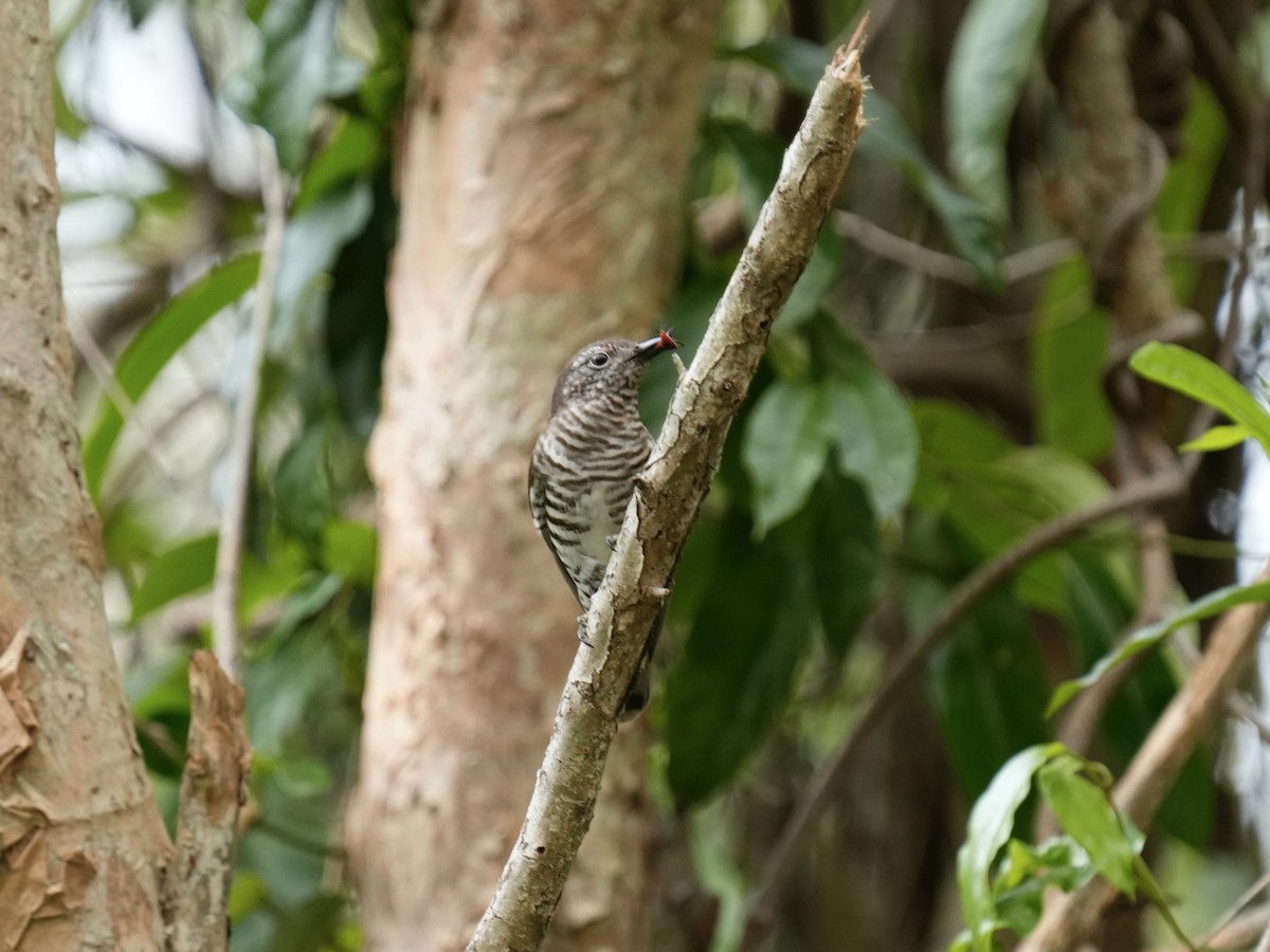 Shining Bronze-Cuckoo - ML633262005