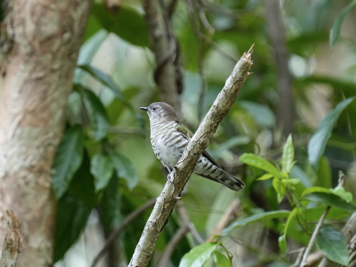 Shining Bronze-Cuckoo - ML633262006