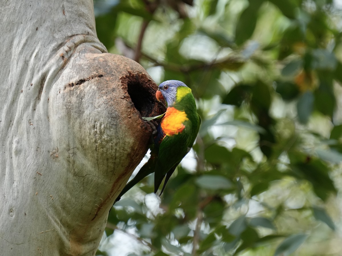Rainbow Lorikeet - ML633262014