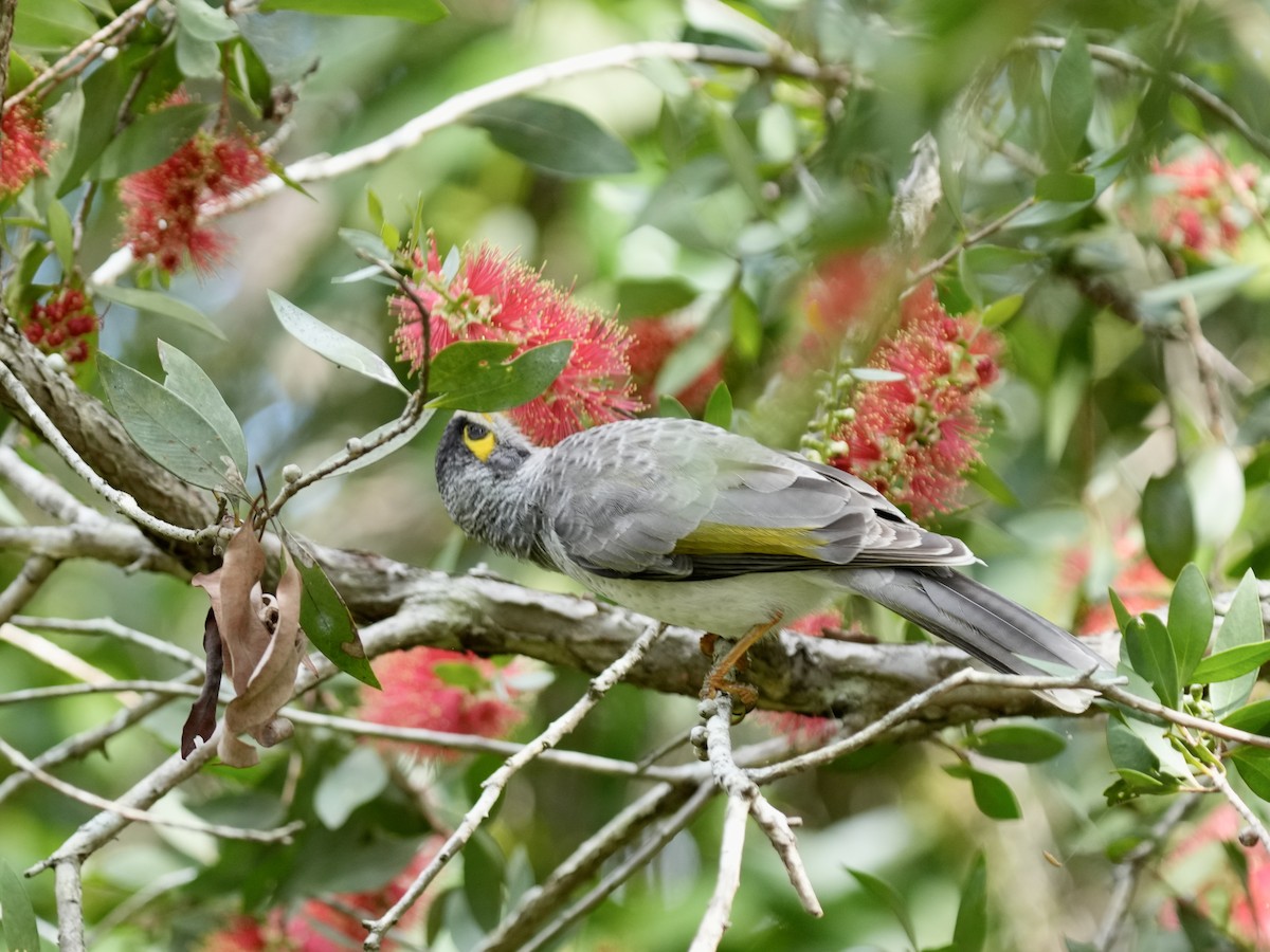 Noisy Miner - ML633262021