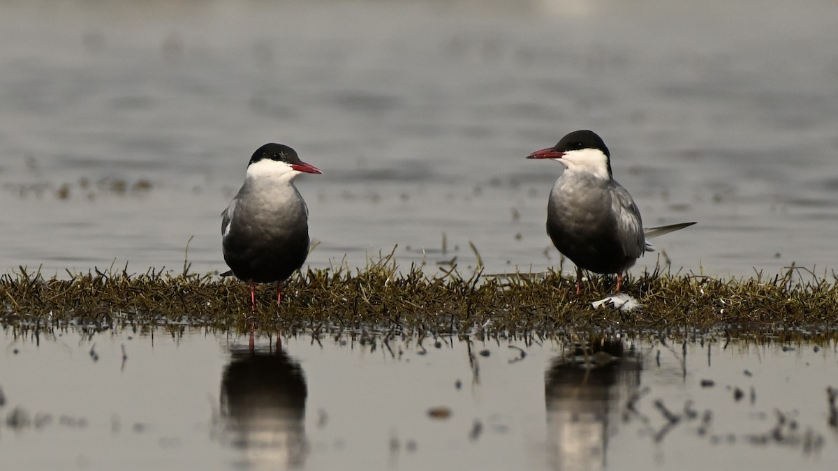 Whiskered Tern - Arjun  Dev