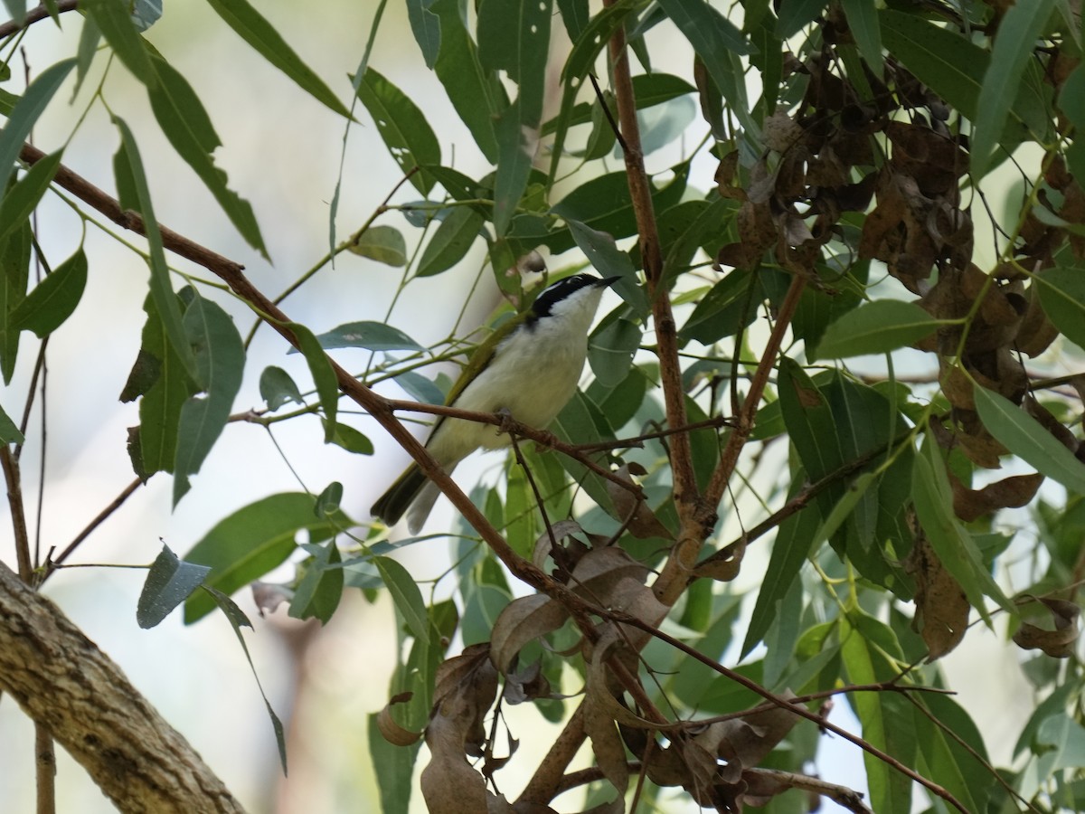 White-throated Honeyeater - ML633262045