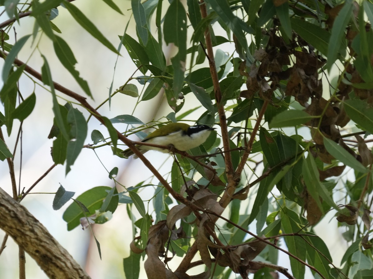White-throated Honeyeater - ML633262046