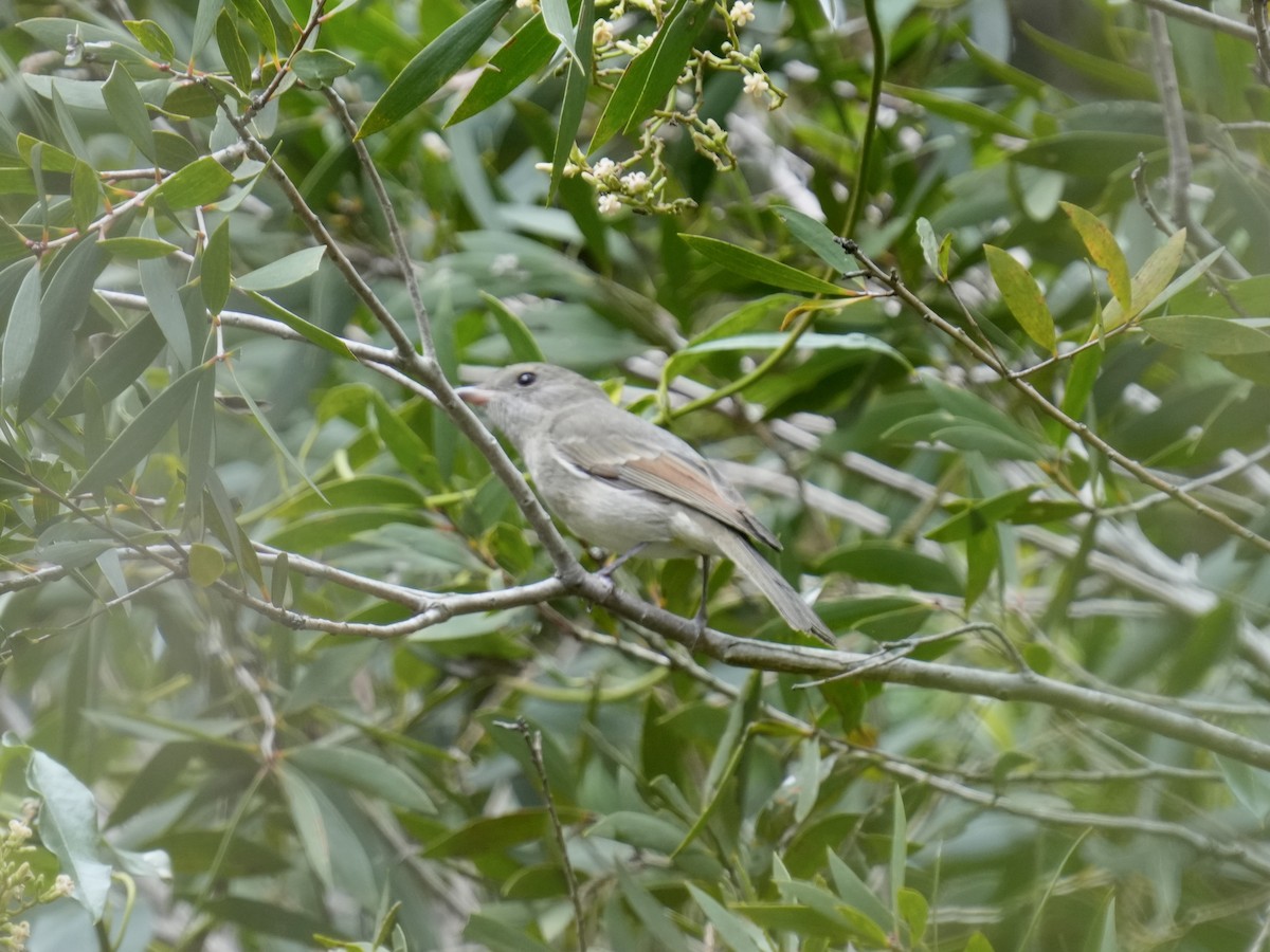 Golden Whistler - ML633262057