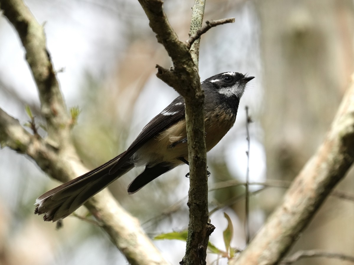Gray Fantail - ML633262068
