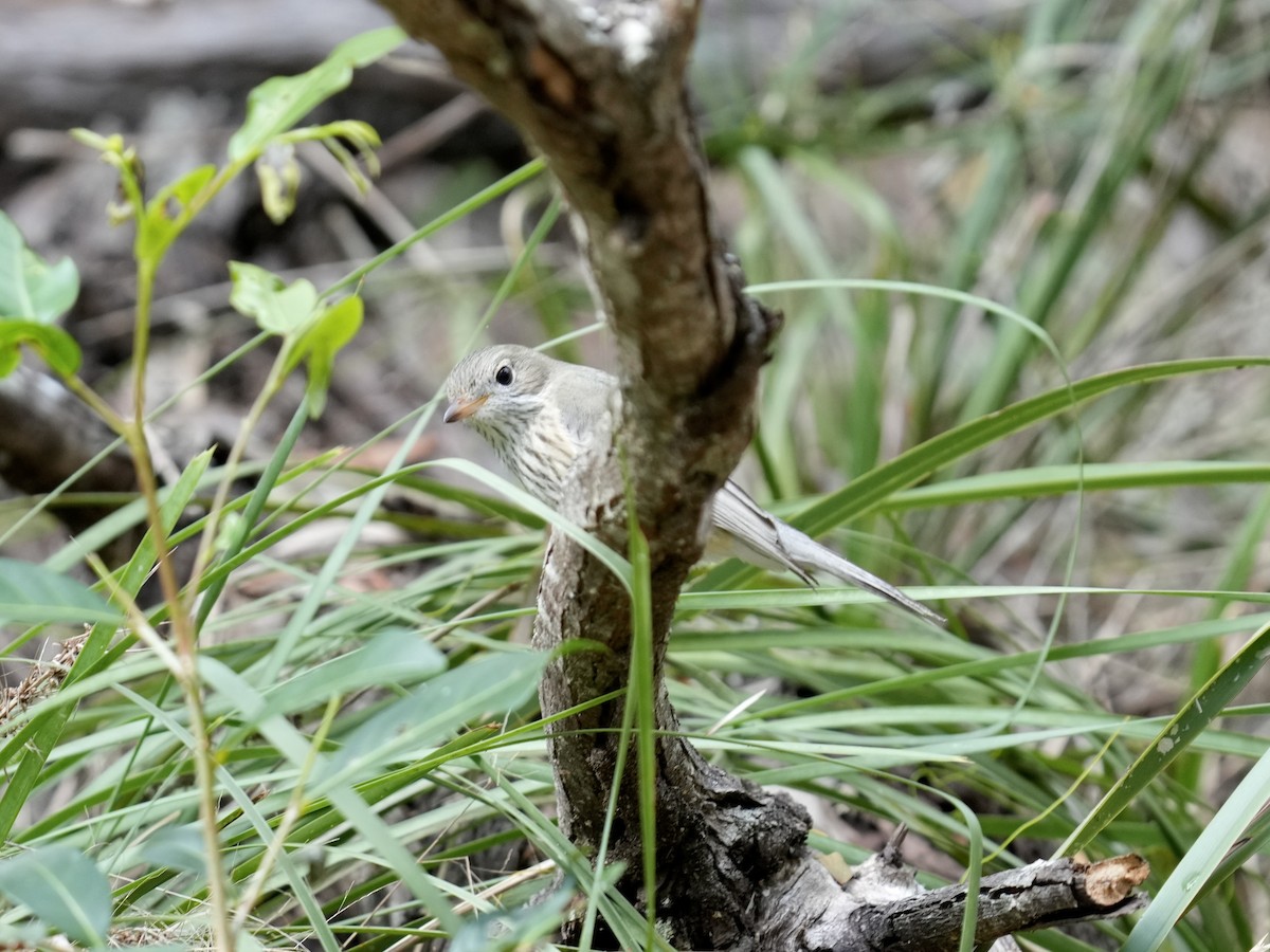 Rufous Whistler - ML633262107