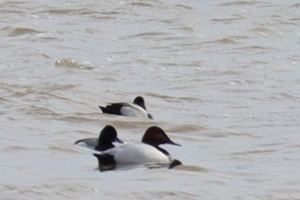 Canvasback - ML633262239