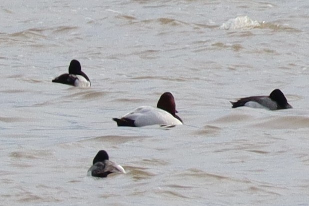 Canvasback - ML633262240