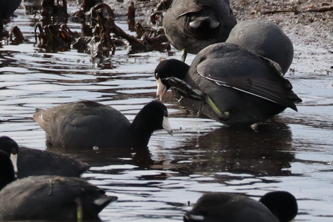 American Coot - ML633262245