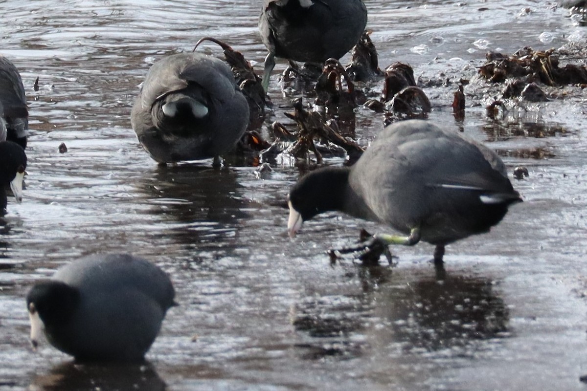 American Coot - ML633262246