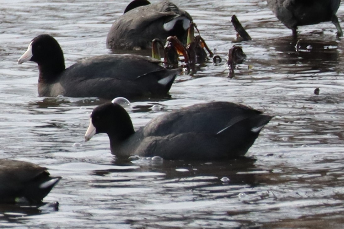 American Coot - ML633262247